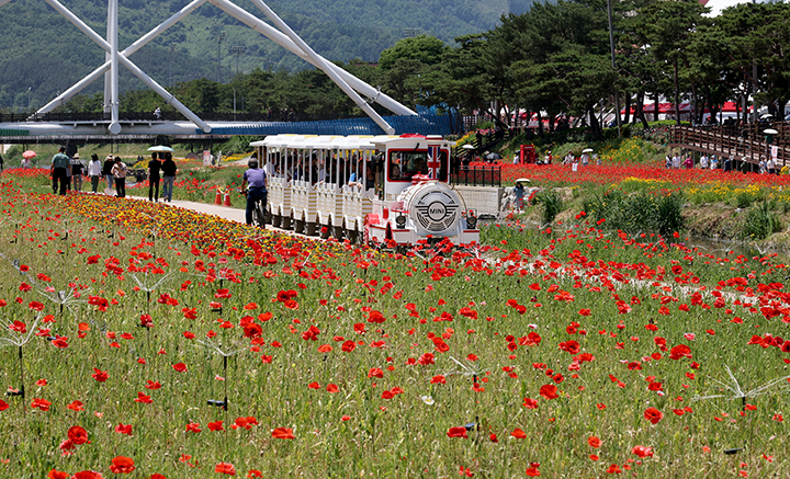 충북 괴산 빨간맛 페스티벌 현장 모습, 빨간 양귀비꽃 축제